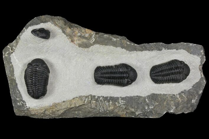 Plate With Three Large Phacopid (Pedinopariops) Trilobites #154687